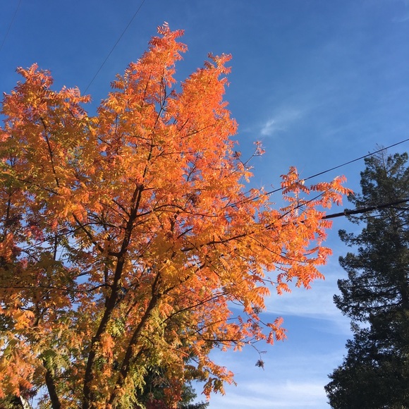 Meet your Posher, Penelope - Picture 1 of 1